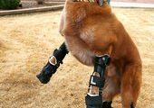 Первая в мире собака на четырех бионических протезах