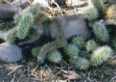 Маленького койота спасли от кактусов
