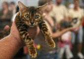 Породистые кошки покажут себя во всей красе во Владивостоке 1 июня