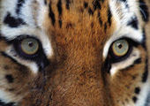 Доставленная из Приморья в ЕАО тигрица Золушка научилась охотиться