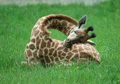 Как спит жираф?