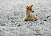 Экологи Приморья призывают не подбирать в лесах детенышей оленей