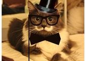 "Усатый" кот Гамильтон покоряет интернет