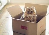 Тягу кошек к коробкам объяснили научно