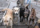 Более 300 ЧП с собаками "в главной роли" произошло во Владивостоке