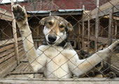 Денег на содержание бездомных собак во Владивостоке не хватает