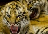 В зоопарке Сочи мопсы выкармливают тигрят