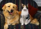 Кошки и собаки Уссурийска выстроились на прививку от бешенства