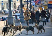 Во Владивостоке защитники животных и власти перегрызлись из-за собак