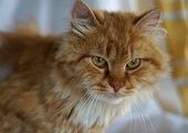 Тайну "восьминогого кота" раскрыли в Екатеринбурге
