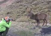 Олень набросился на фотографа, подошедшего слишком близко