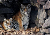 Китайские и российские экологи будут вместе охранять тигра и леопарда