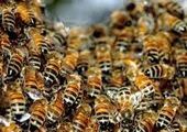 Память 50 000 погибших пчел почтут панихидой