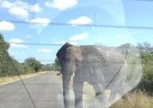 Нападение слона на туристов в парке