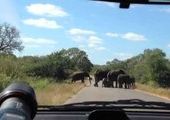 Нападение слона на туристов в парке