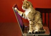 Американские эксперты оценили стоимость испорченных котами нетбуков