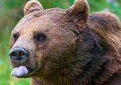 Сбежавшая медведица две недели не давала покоя французам