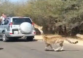 Антилопа нашла спасение от гепардов в машине туристов
