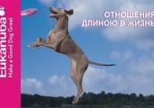 Как правильно перевести собаку на Эукануба знает «Зоошеф»