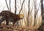 Тигров и леопардов выпустят на волю в Приморье