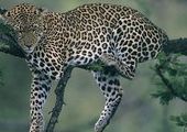 Ученые Приморья исследуют риски заболевания дальневосточного леопарда