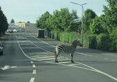 Сбежавшую из цирка зебру нашли на островке безопасности