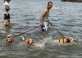 Японский пляж для собак