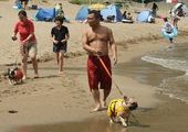 Японский пляж для собак