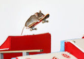 Мыши-скейтеры из Голд-Коста