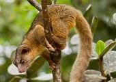В Южной Америке нашли новое животное - олингито