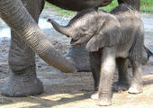 Слониха из зоопарка Флориды самостоятельно дала имя своему детенышу