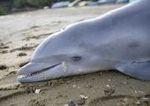Гибнущие дельфины поставили ученых в тупик