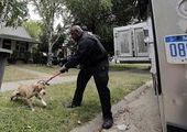 Детройт подвергся нападению армии брошенных собак