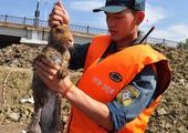 Заяц пытался спастись от паводка на заборе в поселке Уссурийский Хабаровского края