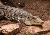 Крокодил две недели продержал туриста на австралийском острове