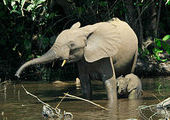 Браконьеры в Мозамбике убивают примерно тысячу слонов в год