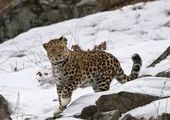 Бондом или Лео может стать леопард в "белых перчатках" в Приморье