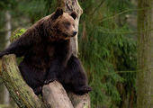 В Приморье застрелен очередной медведь