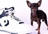 Чихуахуа Милли признана самой маленькой собакой в мире