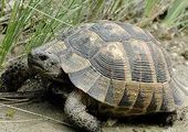 Найдены тысяча мертвых черепах под Новосибирском