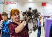 Кошек со всего мира привезут в Приморье