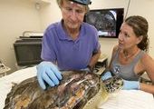 Жизнь черепахи спас стоматолог