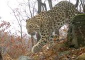 В Приморье ведется фотоохота на леопардов