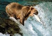 Рыбак съеден медведем