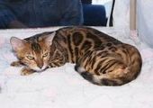 Британских кошек редкой окраски будут разводить в Приморье