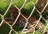 Пятикратное кошачье пополнение в зоопарке Мексики