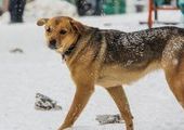 Бездомные собаки Владивостока могут остаться без присмотра чиновников