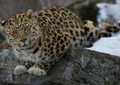 Имя леопарду с белыми лапками в Приморье выберут после 1 декабря
