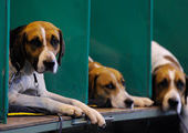 В обанкротившемся Детройте впервыеза 100 лет отменена престижная выставка собак