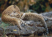 В канун 14 февраля у леопардов началась любовь